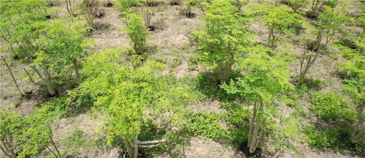 SDGsな植物としてのモリンガ