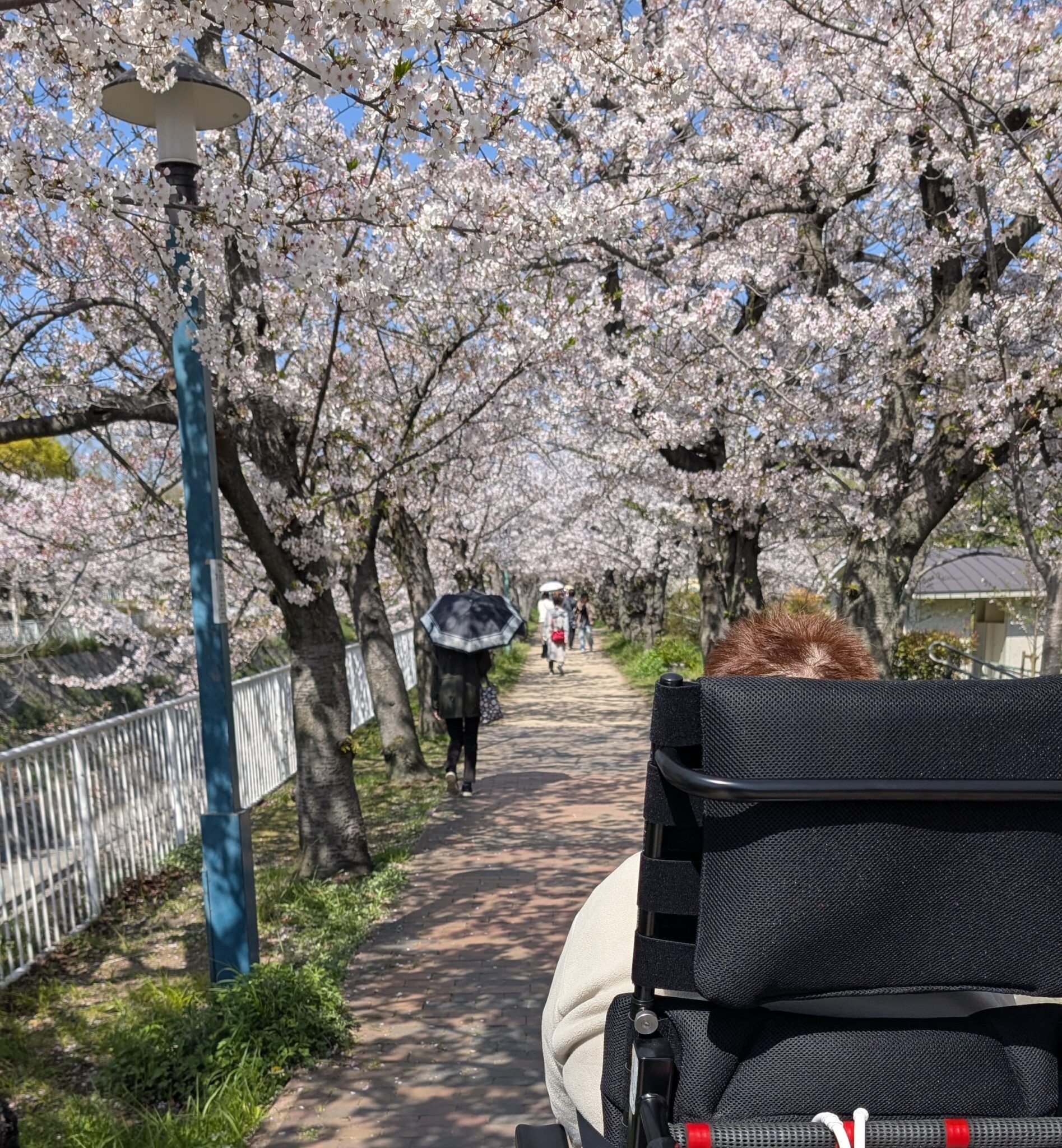 春を感じるひととき。利用者様と妙法寺川の桜を見に行ってきました