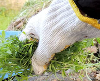 庭のお手入れ・草むしり